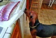 Dog behavior modification can help with many of a problem's dog troublesome behaviors.