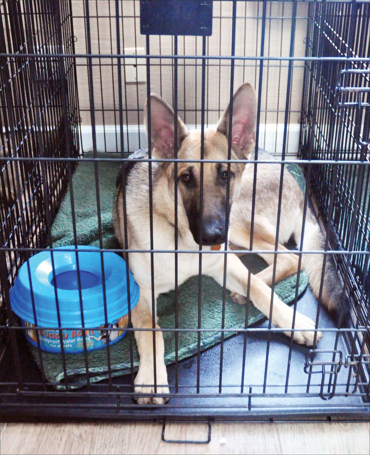 How to Keep a Dog Busy in a Crate: 7 Vet Approved Ideas