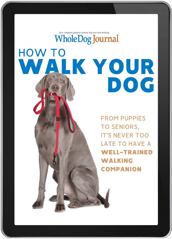 when should you start walking your dog