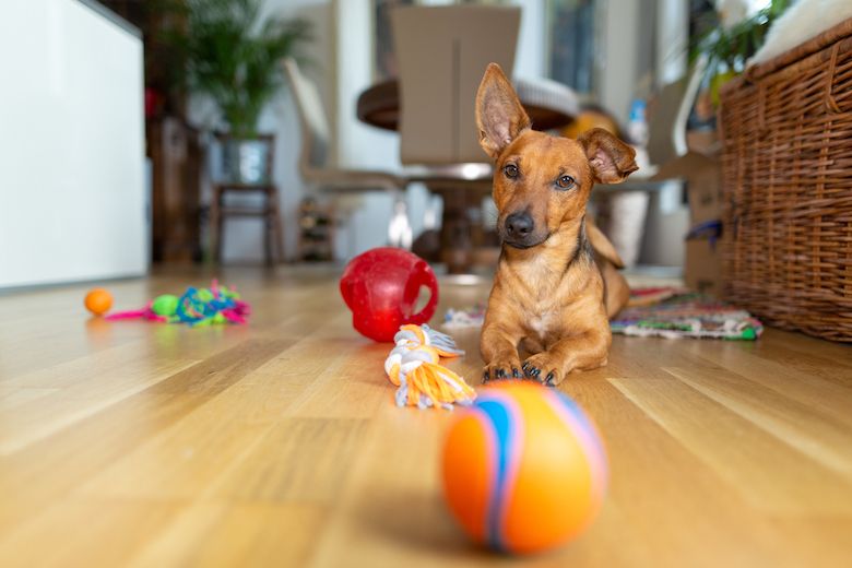 12 Games to Keep Your Dog Busy Indoors - The Dogington Post