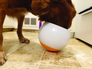 Slow Feeder Dog Bowl Canine Training Enrichment Games Stop Bloat for Your  Pet