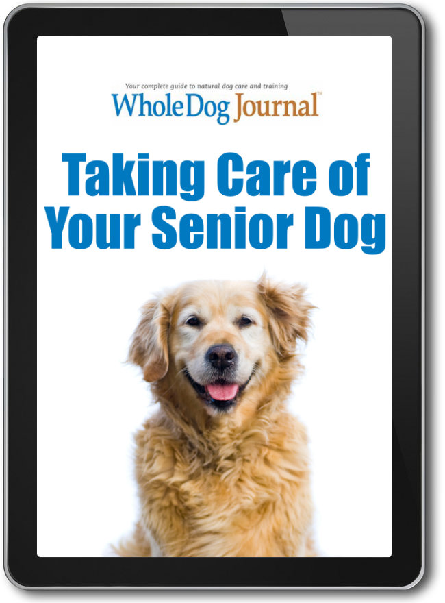 how to care for your old dog