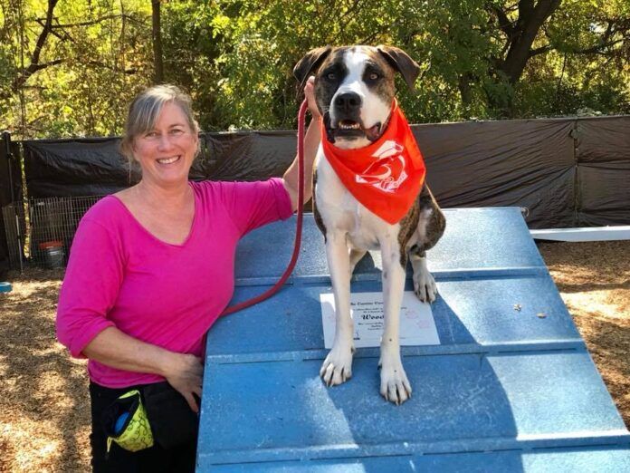 dog agility training