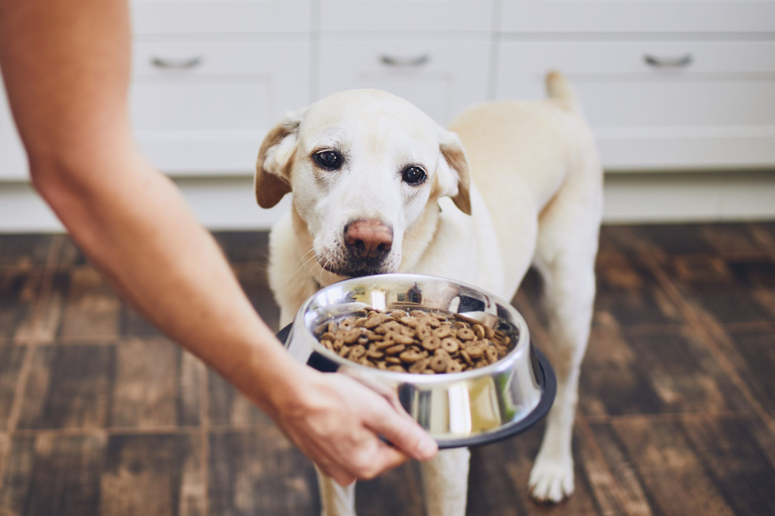 What Time of Day Should You Feed Your Dog?