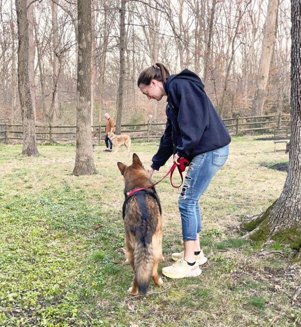 How to Socialize a Reactive Dog - Whole Dog Journal