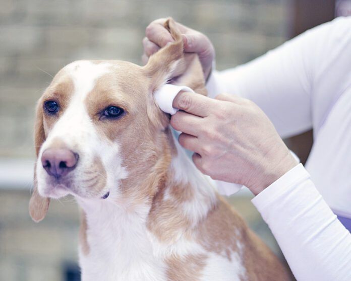 Groomer with a dog