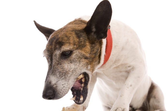 A dog coughing up white foam could be suffering from allergies or a respiratory illness.