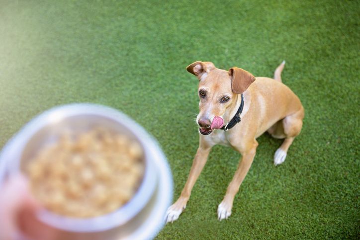 How Often & How Much to Feed Your Dog: Fido Feeding 101!