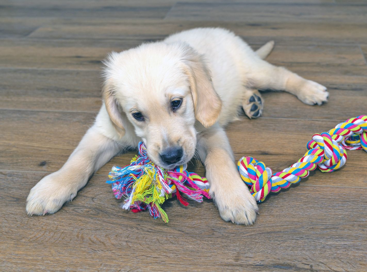 Toys for Better Health of Your Dog