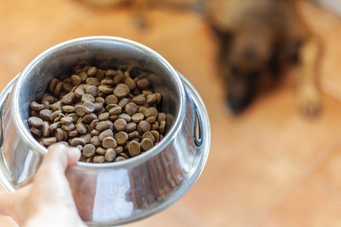 best dry dog food