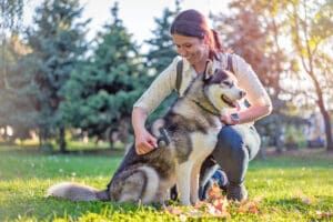 Your dog losing hair is upsetting, but hair loss isn't always harmful.