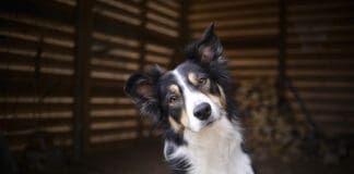 Positive Perspectives 2: Know Your Dog, Train Your Dog Book from Whole Dog Journal