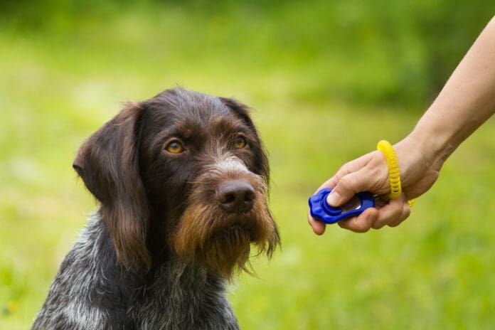 Positive Training Basics eBook from Whole Dog Journal