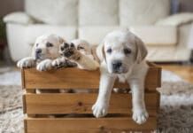 Socializing Your Puppy eBook from Whole Dog Journal