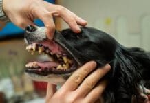 Periodontal disease in dogs is a preventable health risk.