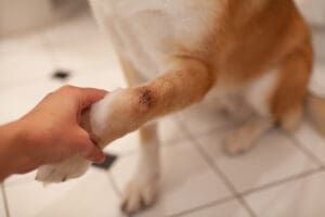 Natural antiseptic for dog wounds can promote and aid healing.