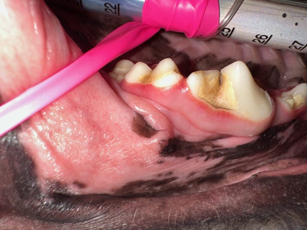A close up photo of gum disease in a dog.