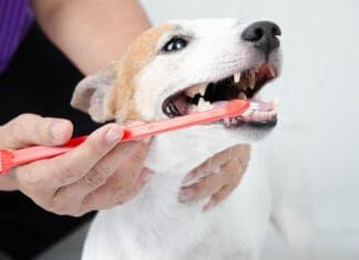 Brushing a short haired dog's teeth.