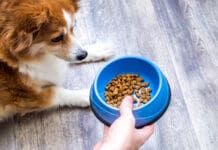 Dog food with probiotics can help support your dog's health.