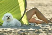 Providing your dog with shade can help avoid heat exhaustion.