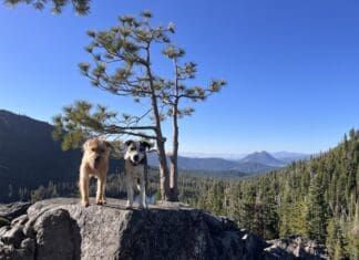 Two of Nancy Kern's dogs against a mountain top backdrop.