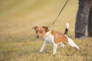 A Jack Russel terrier determinedly pulls on a leash.