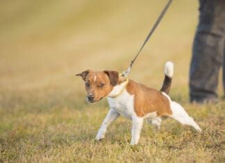 A Jack Russel terrier determinedly pulls on a leash.