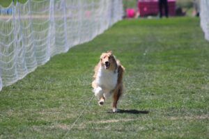 Lure coursing is a canine sport that allows fast dogs to show off their speed.