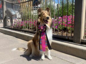 An award winning dog poses with her beautiful prize ribbon.