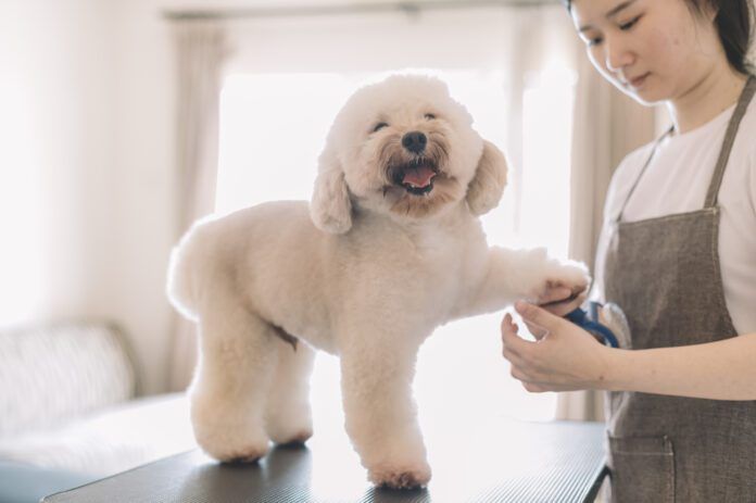 Dog sedation for grooming is an option for dogs that find it stressful or taumatic.