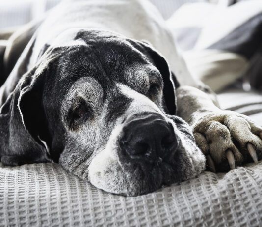 Senior dogs may need soft food not only for ease of chewing, but for ease of digestion.