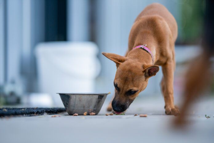 Dogs may take their food to different places in before they eat it.