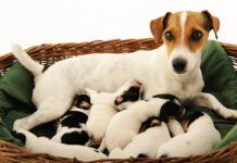 Mastitis in dogs is a an inflammation of the mammary glands that needs veterinary attention.