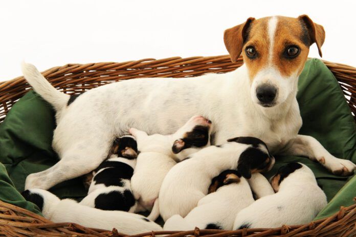 Mastitis in dogs is a an inflammation of the mammary glands that needs veterinary attention.