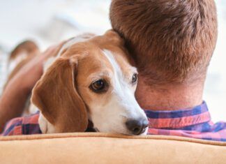 Dogs can smell human stress and detect other signs of tension.