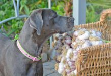 Garlic can be bad for dogs in high doses, or concentrations.