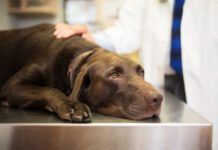 Hypoglycemia in dogs causes lethargy and weakness.