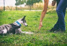 A dog understands more of the spoken word than we might initially think.