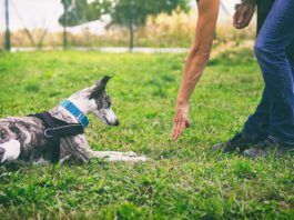 A dog understands more of the spoken word than we might initially think.