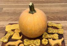 Pumpkin dog treats can offer a seasonal and healthy treat for your dog.