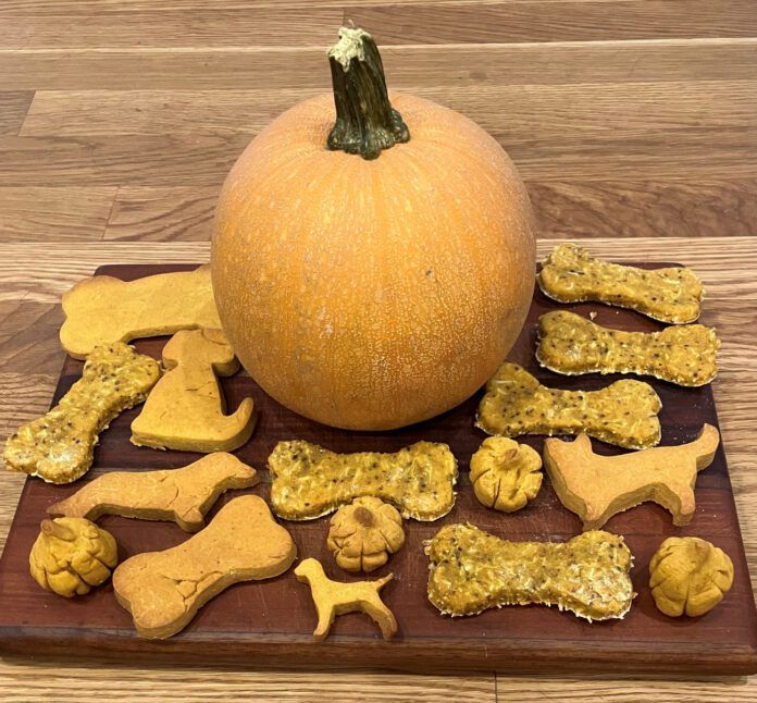 Pumpkin dog treats can offer a seasonal and healthy treat for your dog.