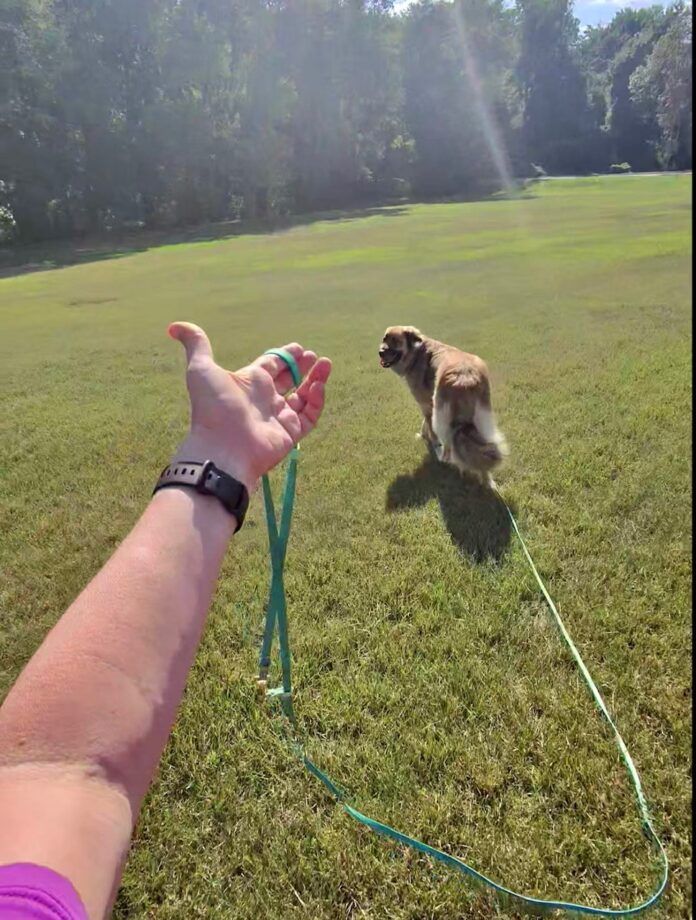 Long line training allows dogs room to explore without pulling their owners around.