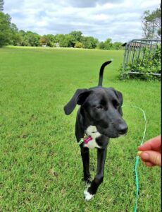 Giving your dog a treat when they return of their own accord will help with long line training.