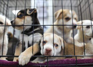 Unplanned litters are a major strain on animal shelters.