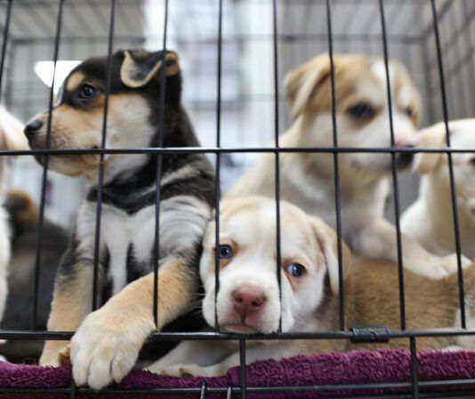 Unplanned litters are a major strain on animal shelters.