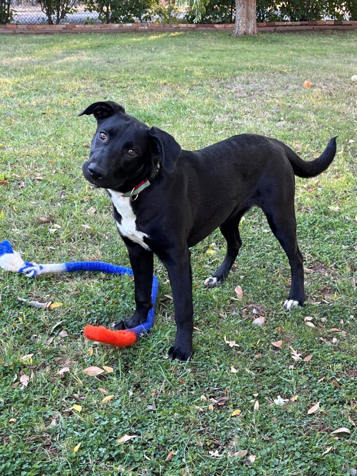 Shelter dogs need the care of volunteers to find their forever homes.