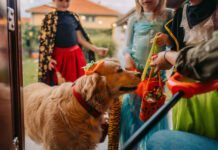 A golden retriever in a pumpkin cap goes trick or treating door to door with a pair of kids.