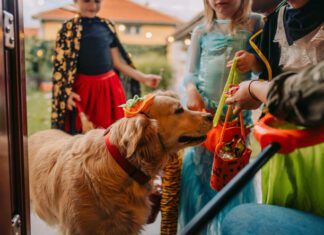 A golden retriever in a pumpkin cap goes trick or treating door to door with a pair of kids.