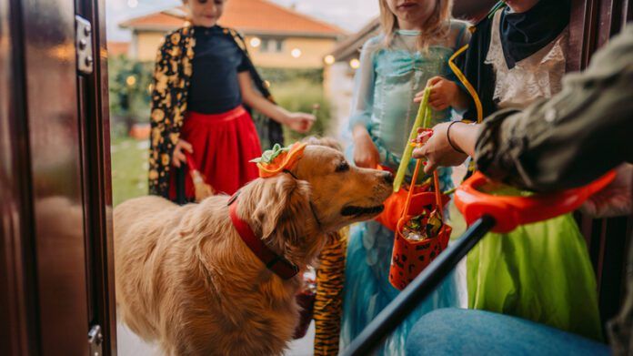 A golden retriever in a pumpkin cap goes trick or treating door to door with a pair of kids.