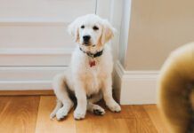 Potty training a puppy in an apartment is a challenge due to how long it takes to get outdoors.